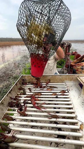 2.2M views · 5.4K reactions | The Things We Find In These Crawfish Traps  #crawfish #louisiana #cajun #farming | Louisiana Crawfish Company | Facebook