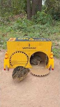 Unique Creative Quick DIY Quail Trap Using Cardboard Box #camping #outdoors #bushcraft