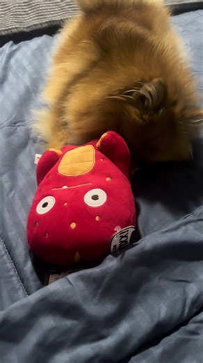 Alíen nuevo amiguito #pomeranian #mascotas #juguetes #alien #viral