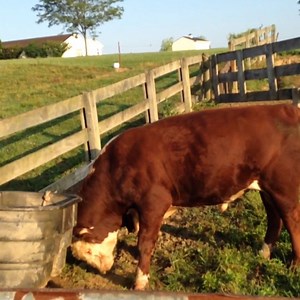 1.6M views · 6.2K shares | We can't think of a better way to close out the work week than with a whole bunch of cuddly cows. | Animal Tales | Facebook