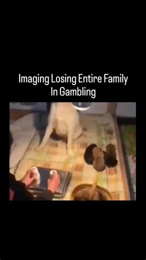 Lucky Clips on Instagram: "This comedic video depicts a lighthearted "shell game" between a person and a yellow Labrador retriever. In the video, the person shuffles a treat under two cups, and each time the dog fails to correctly identify which cup contains the snack, the person jokingly "claims" one of the dog's puppies as a prize, placing it into a basket. The dog appears increasingly distressed and wide-eyed as its litter of puppies dwindles with every wrong guess. The video is overlaid with