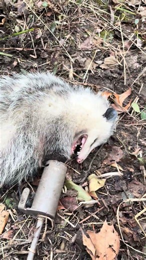 I trapped a possum! #diy #trap #trapping #possum #outdoors