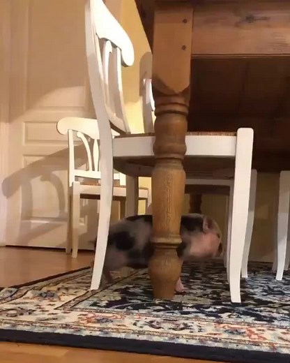 do you love mini pigs? 😍💖🐷 #micropig #micropigs #minipig #minipigs #piglet #piglets #pig #pigs #babypig #babypigs #pigmom #pigmum