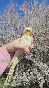 Cui îi e dor de primăvară? 🫠 La ce coduri roșu de caniculă sunt..nouă ne este dor!! | Eva Scottish fold
