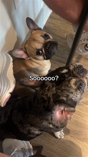 Soooo can I have some orrrr?? 🍖🍌🫐 #dog #frenchbulldog #talkingdog #dogsoftiktok #dogtok