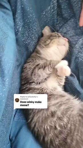The many ADORABLE funny sounds that my cat makes #cat #cats #catvideos #catlovers | Winkythedwarfcat