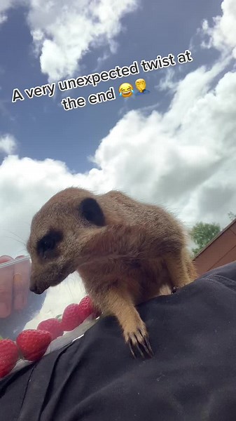 Strange Snack #fyp #foryourpage #viral #tiktok #dalsconefarmfun #cute #snacks #meerkat