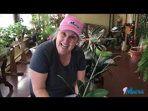 Comment prendre soin de son orchidée