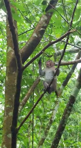 Monkey Narrowly Escapes Snake Strike | Jungle Wildlife POV