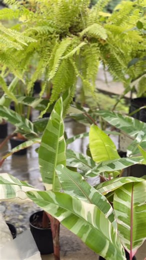 Plant Spotlight: The Florida Musa Banana 🌿 A tropical favorite, perfect for adding lush greenery and an exotic touch to your garden. With its bold leaves and tropical charm, it’s a must-have for plant lovers! 🌞🌴 📍 Centrascape – Almond Cove, Carlsen Field (2 minutes from Chase Village flyover) ⏰ Opening Hours: Mon–Sat: 8am–4:30pm | Sun: 8am–2:30pm | Centrascape Garden Centre