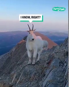 3.7M views · 83K reactions | They look so confused to see a human at this altitude!  | Furry Tails | Facebook
