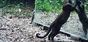 Animals see themselves in mirror, deep in the jungle (Video) - ProtoThema English