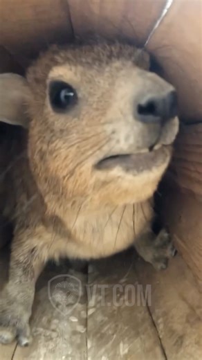 Guess Who’s Back And Screaming Again! 😡🤯