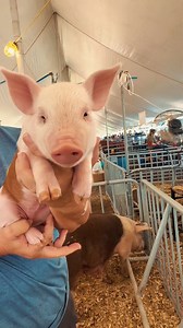 14K views · 92 reactions | How we feel about all the babies at the birthing barn 凉﫶 #wilsoncountytnstatefair #wilsoncountyfair #tnstatefair #wilsoncountytn #tennessee #fairtime | Wilson County Fair - TN State Fair | Facebook