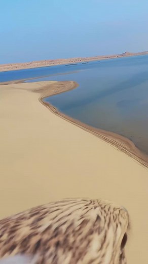 6.4K views · 136 reactions | Watch Qatar through a bird's eye view, literally! Visit Qatar shared this captivating video where a camera was strapped to the national bird Falcon to capture the most picturesque scenes in the country from a unique perspective. | The Peninsula Qatar | Facebook