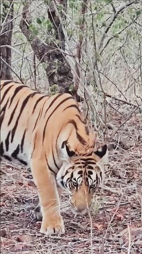 Jungle Safari India | Amazing Tiger Sightings & Wildlife Adventure in the Wild 🐅🌿