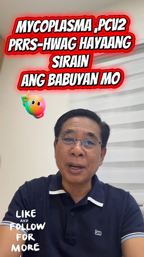 #pagbababuyan #babuyan #piggery #pigfarm #pigfarming #piggeryfarm #pigfarmer #farmlife #agribusiness #livestock #agriculture #farmersph #pinoyfarmer #filipinofarming #agrikultura #livestockph #porkproduction #swinefarming #piglets #baboy | Phil Balot Pig Channel