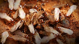 Termite season is here, but not all infestations can be eliminated by tenting. CBS News Miami shows you what you need to do protect your property. | CBS Miami