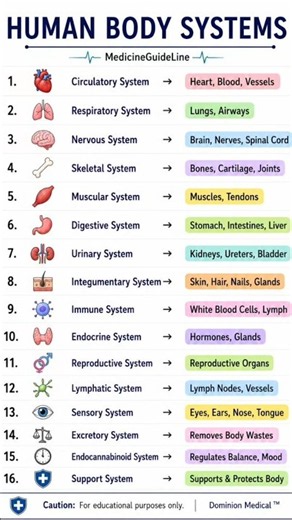 16 Human Body Systems 🫀🧠 | Their Functions Explained | Medical Knowledge#MedicalShorts #fyp #Shorts
