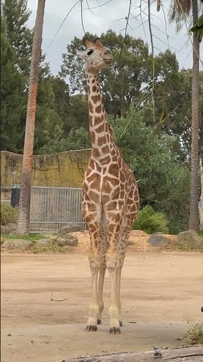 Chasing The Truth About Importance of Zoo on Planet Human Comunity