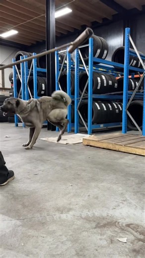 Discover the Kangal Dog: Unique Traits and Care Tips