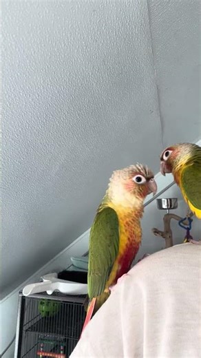 Conure sounds🦜 #birds #conure