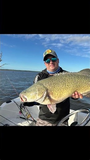 Big Murray Cod on Hell Yeah Spinnerbaits #bigfish #lurefishing #murraycod #fyp #fishing #hellyeah