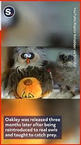 3M views · 43K reactions | This owl had a hoot dancing to the Halloween classic ‘Monster Mash’! | storyful | Facebook