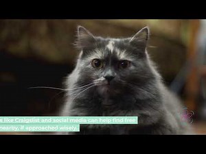 How to Find Affordable Ragdoll Kittens: Tips for Adoption and Care