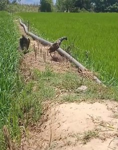 143K views · 1K reactions | Amazing Bird Trap Videos 2024.. | Anymouse | Facebook