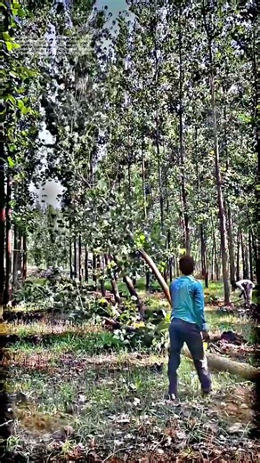 Axt schwingt, Stamm neigt: Wie ein einzelner Hieb den Wald in Bewegung setzt