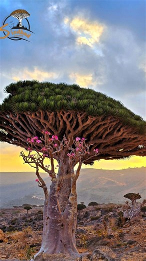 Sindibad Socotra - Travel Agency | ✨ Discover Socotra like never before! Limited seats for the 2025/2026 season 🌍 Luxury adventures, wild nature & unforgettable moments 🏝️... | Instagram