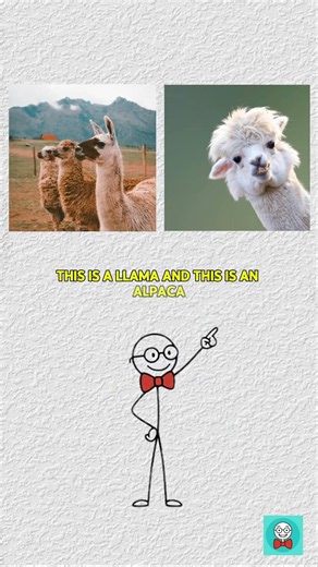 Llama vs Alpaca: What’s the Actual Difference? 🦙