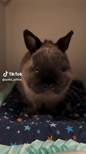 The Evil Laugh - Funny Bunny Videos