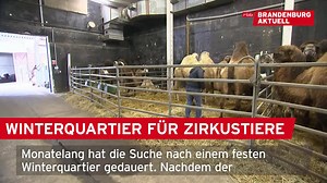 Nach monatelanger Suche hat Circus Henry endlich ein Winterquartier gefunden. Nur das Futter ist teurer als im letzten Jahr. | Brandenburg aktuell
