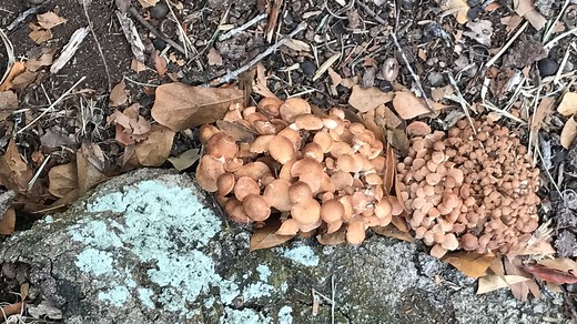 Not all mushrooms on trees are cause for concern. But some are. Here's what to know