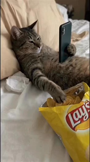 𝐒𝐩𝐫𝐞𝐚𝐝𝐢𝐧𝐠 𝐏𝐚𝐰𝐬𝐢𝐭𝐢𝐯𝐞 𝐕𝐢𝐛𝐞 𝐄𝐯𝐞𝐫𝐲𝐨𝐧𝐞! 😆 Everyone is curious & talking about us. Even your home cat chillin and planning a visit. 🫰🏻 SEE YOU ALL AT THE DEN! Red Baron Riders Den 🔗 https://maps.app.goo.gl/D61WN9jBgghDpSi97 | Red Baron Riders Den