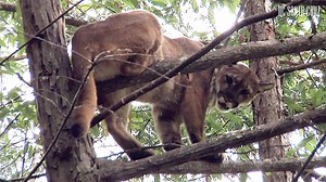 VIDEO: Male Pumas' Energy Spent Avoiding Humans Linked to Smaller Home Ranges