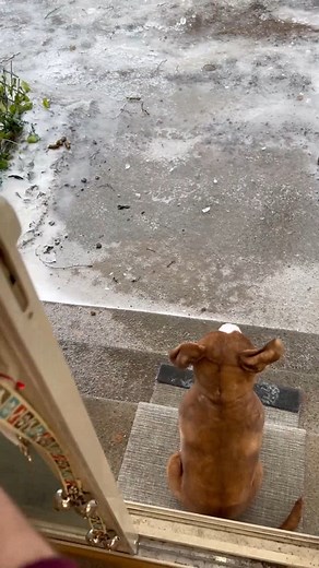 The classic decoy dog prank. | AFFAN Hidayat