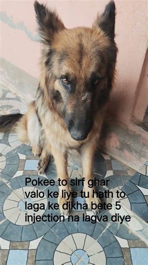 5 injection #dog #gsds #funny #germanshepheard #shorts