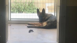 1K views · 44 reactions | RESCUED PER PH CONFIRMED ON EUTH LIST! Must exit by TODAY 11/1/18! NO EXTENSIONS! Call the shelter immediately if you can save this dog! A plan is needed NOW otherwise this dog will be euthanized! #A1480066 https://petharbor.com/pet.asp?uaid=RVSD6.A1480066 Shelter address: 6851 Van Buren Boulevard Riverside, California 92509 Phone: 951-358-7387 Rescue department: Rescue phone: 951-358-7302 Rescue email: rescue@rivco.org | I Love Rescue | Facebook