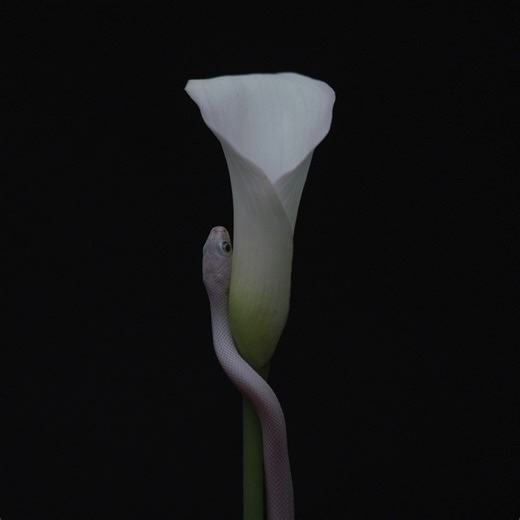 ALBUM REVIEW: Parrhesia - Animals As Leaders - Distorted Sound Magazine