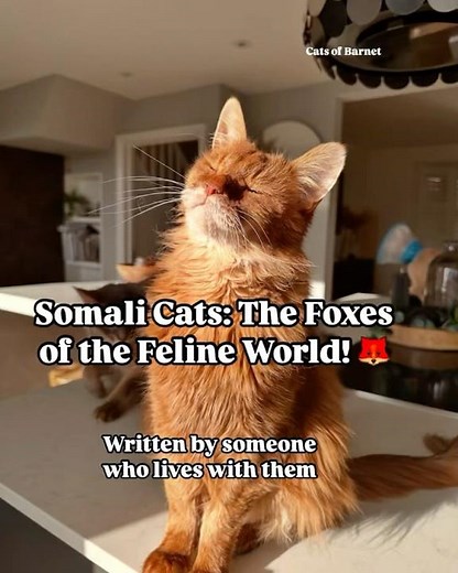 Somali Cat Breed 101 -The fox cats of the of the feline world #catlover #cat #cutecat