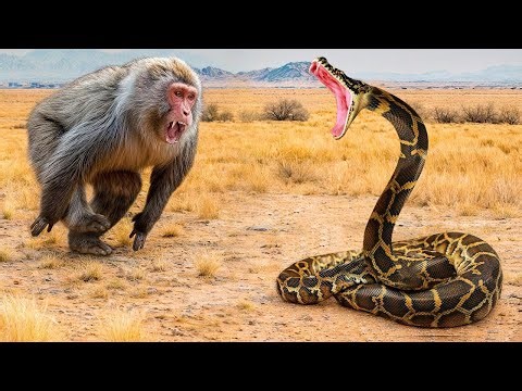 🐍😱 You MUST See This! This Is What Snakes Are Capable Of