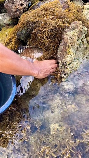 Rescuing a Fish Trapped Between Rocks! 😱🐟🌊 #Shorts
