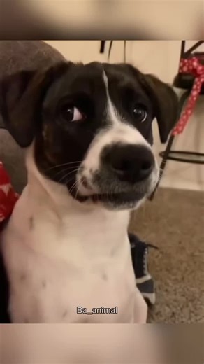 Dogs' Adorable Reactions That Will Make You Laugh