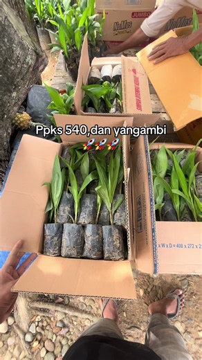 Pengiriman Bibit Sertifikat Ppks 540 Aceh Timur