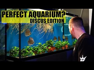 THE PERFECT AQUARIUM - Discus fish tank edition - The king of DIY