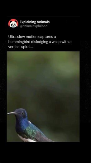 Explaining Animals | Follow me @animalsxplained to learn something INTERESTING about animals every day 🧠‼️ Hummingbirds are extremely territorial around... | Instagram