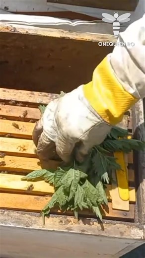 2.1M views · 8.8K reactions | The reason why some beekeepers use Nettle as an alternative medicine against the Varroa mites is that, in theory, Nettle contains some formic acid For full videos, check these channels: @gunlinebees.3831 - YouTube @mustafagunes.09 - YouTube @amatorhobici55 - YouTube @izleyap1 - YouTube | OneQueen.ro | Facebook